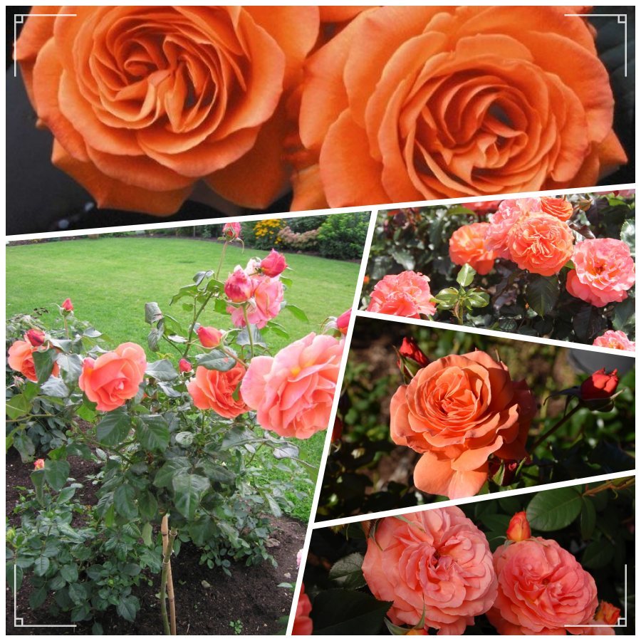 Tatton róże rabatowe